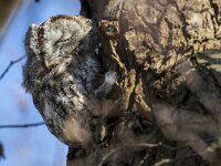 Strix aluco 38, Bosuil, adult, Saxifraga-Theo Verstrael