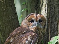 Strix aluco 4, Bosuil, Saxifraga-Martin Mollet