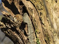 Strix aluco 40, Bosuil, adult, Saxifraga-Theo Verstrael