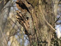 Strix aluco 41, Bosuil, adult, Saxifraga-Theo Verstrael