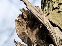 Strix aluco 44, Bosuil, adult, Saxifraga-Theo Verstrael