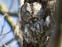 Strix aluco 45, Bosuil, adult, Saxifraga-Theo Verstrael