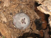 Strix aluco 5, Bosuil, pullus, Saxifraga-Martin Mollet