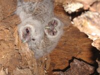 Strix aluco 6, Bosuil, pullus, Saxifraga-Martin Mollet