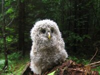 Strix uralensis 2, Oeraluil, juvenile, Saxifraga-Al Vrezec