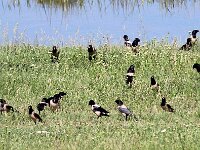 Pastor roseus 12, Roze spreeuw, Saxifraga-Bart Vastenhouw