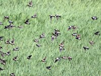 Pastor roseus 14, Roze spreeuw, Saxifraga-Bart Vastenhouw