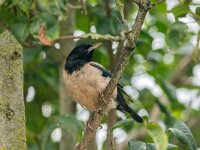 Pastor roseus 16, Roze spreeuw, adult, Saxifraga-Theo Verstrael