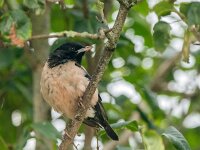 Pastor roseus 20, Roze spreeuw, adult, Saxifraga-Theo Verstrael