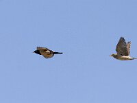 Pastor roseus 5, Roze spreeuw, Saxifraga-Mark Zekhuis