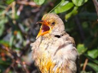 Pastor roseus 8, Roze spreeuw, Saxifraga-Bart Vastenhouw