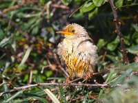 Pastor roseus 9, Roze spreeuw, Saxifraga-Bart Vastenhouw