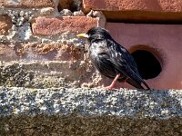 Sturnus unicolor 11, Zwarte spreeuw, Saxifraga-Bart Vastenhouw
