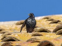 Sturnus unicolor 12, Zwarte spreeuw, Saxifraga-Bart Heijne : 2024, Spanje, Sturnus unicolor, Tamarite de Litera, mei, vakantie, vogel, voorjaar, zwarte spreeuw