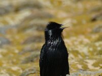Sturnus unicolor 4, Zwarte spreeuw, Saxifraga-Marijke Verhagen