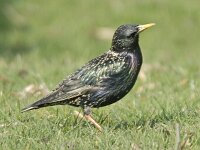Spreeuw 01 #05782 : Sturnus vulgaris, Common Starling, Spreeuw