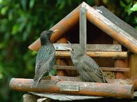Sturnus vulgaris 12, Spreeuw, Saxifraga-Piet Munsterman