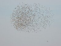 Sturnus vulgaris 15, Spreeuw, Saxifraga-Luc Hoogenstein