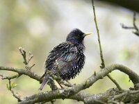 Sturnus vulgaris 18, Spreeuw, Saxifraga-Mark Zekhuis