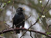 Sturnus vulgaris 184, Spreeuw, Saxifraga-Hans Dekker