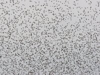 Spreeuw, Sturnus vulgaris, common starling  Spreeuw, Sturnus vulgaris, common starling : Spreeuw, Sturnus vulgaris, birds, cloud, common starling, flock, flocking, flying, groep, group, many, mass, massa, migrating, slaapplaats, trekken, veel, vliegend, vogels, wolk, zwerm, zwermen