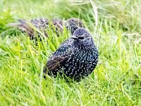 Sturnus vulgaris 198, Spreeuw, Saxifraga-Bart Vastenhouw