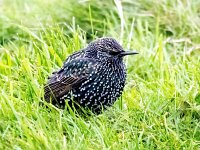 Sturnus vulgaris 199, Spreeuw, Saxifraga-Bart Vastenhouw