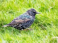 Sturnus vulgaris 200, Spreeuw, Saxifraga-Bart Vastenhouw