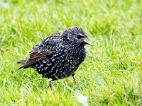 Sturnus vulgaris 201, Spreeuw, Saxifraga-Bart Vastenhouw