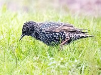 Sturnus vulgaris 202, Spreeuw, Saxifraga-Bart Vastenhouw