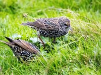 Sturnus vulgaris 203, Spreeuw, Saxifraga-Bart Vastenhouw