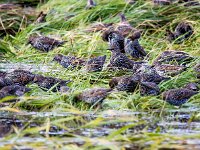Sturnus vulgaris 207, Spreeuw, Saxifraga-Bart Vastenhouw