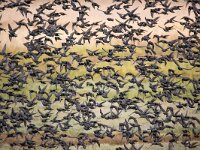 Sturnus vulgaris 208, Spreeuw, Saxifraga-Bart Vastenhouw