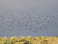 Spreeuw, Sturnus vulgaris, common starling  Spreeuw, Sturnus vulgaris, common starling : Spreeuw, Sturnus vulgaris, birds, cloud, common starling, flock, flocking, flying, groep, group, many, mass, massa, migrating, slaapplaats, trekken, veel, vliegend, vogels, wolk, zwerm, zwermen