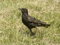 Sturnus vulgaris 25, Spreeuw, 1 st year, Saxifraga-Jan van der Straaten