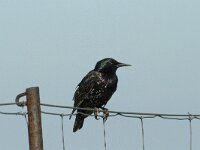 Sturnus vulgaris 26, Spreeuw, Saxifraga-Jan van der Straaten