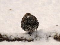 Sturnus vulgaris 28, Spreeuw, Saxifraga-Piet Munsterman