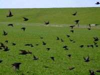 Sturnus vulgaris 29, Spreeuw, Saxifraga-Rudmer Zwerver