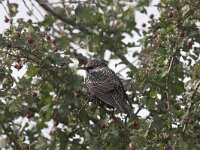 Sturnus vulgaris 3, Spreeuw, Saxifraga-Luc Hoogenstein