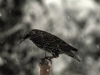 Sturnus vulgaris 32, Spreeuw, Saxifraga-Piet Munsterman