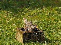 Sturnus vulgaris 34, Spreeuw, Saxifraga-Piet Munsterman