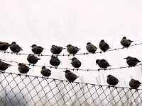 Sturnus vulgaris 35, Spreeuw, Saxifraga-Piet Munsterman