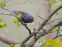 Sturnus vulgaris 37, Spreeuw, Saxifraga-Rudmer Zwerver