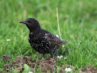 Sturnus vulgaris 43, Spreeuw, Saxifraga-Martin Molet
