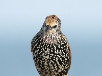 Sturnus vulgaris 45, Spreeuw, Saxifraga-Bart Vastenhouw