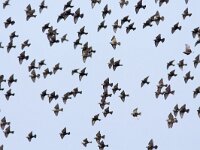 Sturnus vulgaris 46, Spreeuw, Saxifraga-Mark Zekhuis