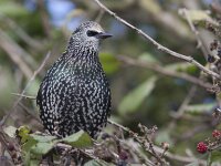 Sturnus vulgaris 47, Spreeuw, Saxifraga-Mark Zekhuis