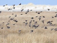 Sturnus vulgaris 48, Spreeuw, Saxifraga-Mark Zekhuis