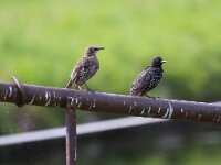 Sturnus vulgaris 49, Spreeuw, Saxifraga-Bart Vastenhouw