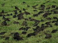 Sturnus vulgaris 50, Spreeuw, Saxifraga-Henk Sierdsema